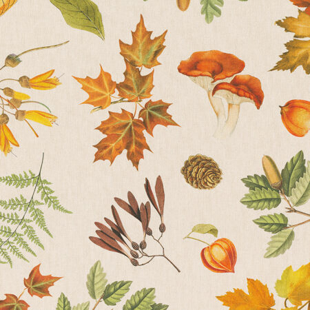 FALL FOREST NATURE